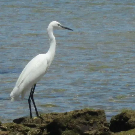 Mica Albufeira