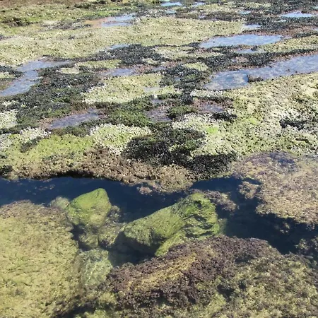 Mica * 알부페이라